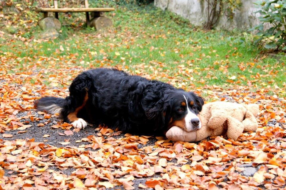 Baunhoeller-Muehle Emmelshausen Esterno foto